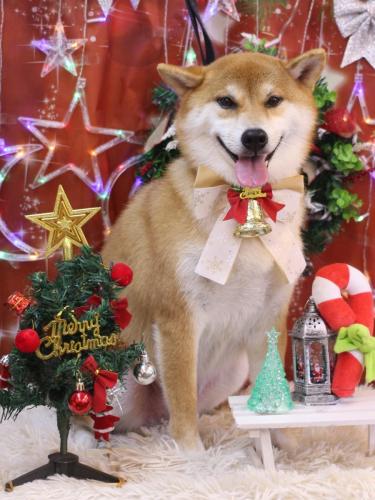 20231228マロンちゃん